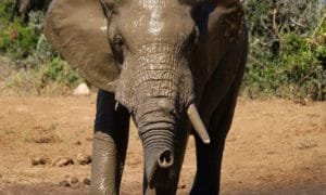 Broken teeth hurt animals like this elephant and humans alike