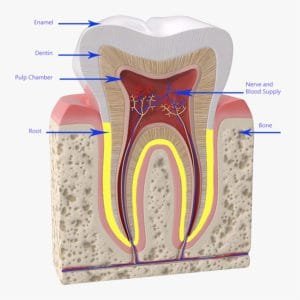 How Many Teeth Do Adults Have - Platinum Dental, Inc.