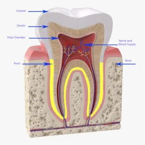 Teeth have layer of enamel, dentin, pulp and root