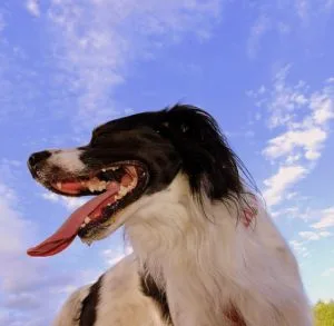 Our tongue is a magnet for bugs (of all kinds)!